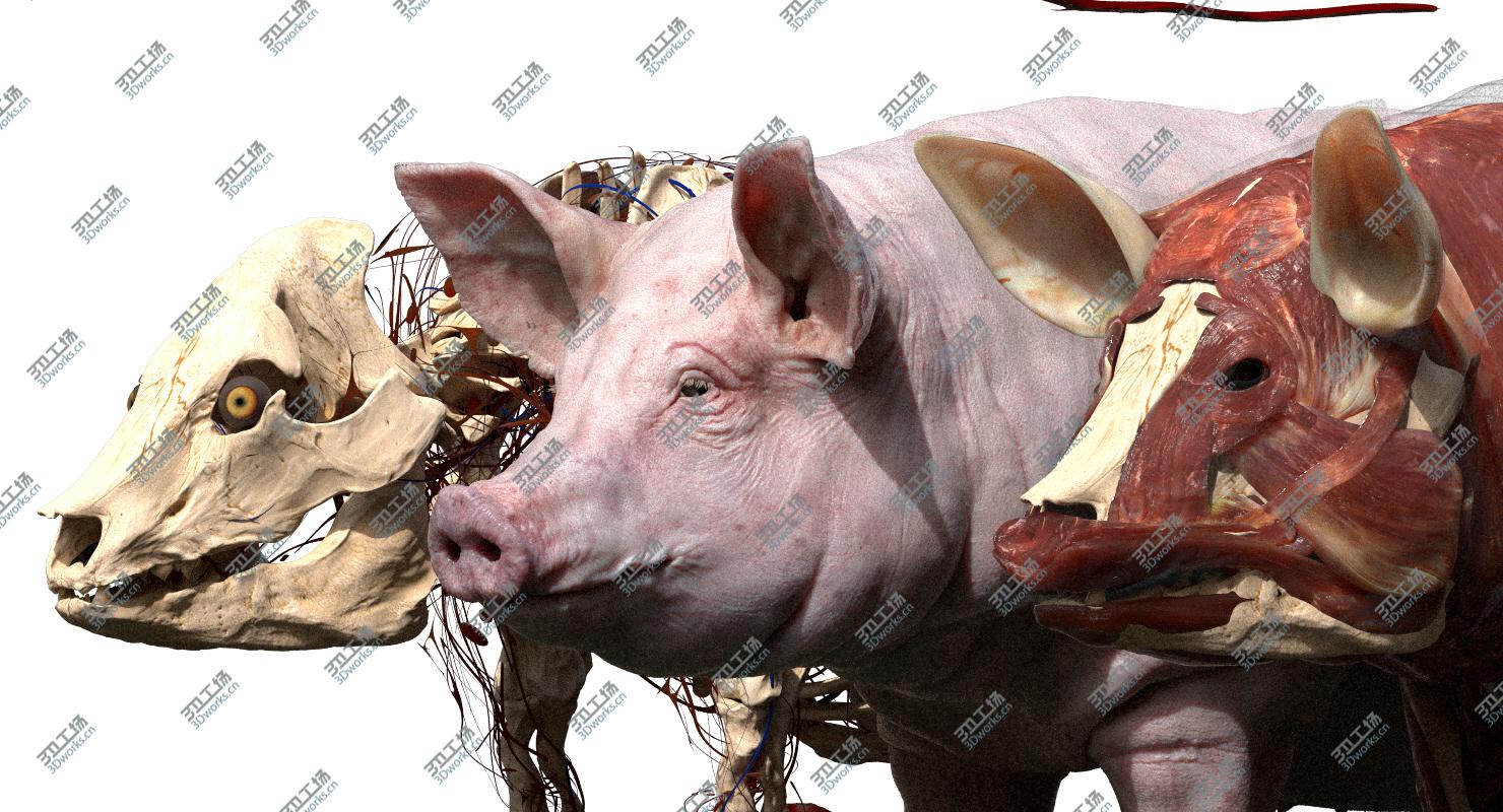 images/goods_img/20210113/Pig Anatomy 3D model/4.jpg